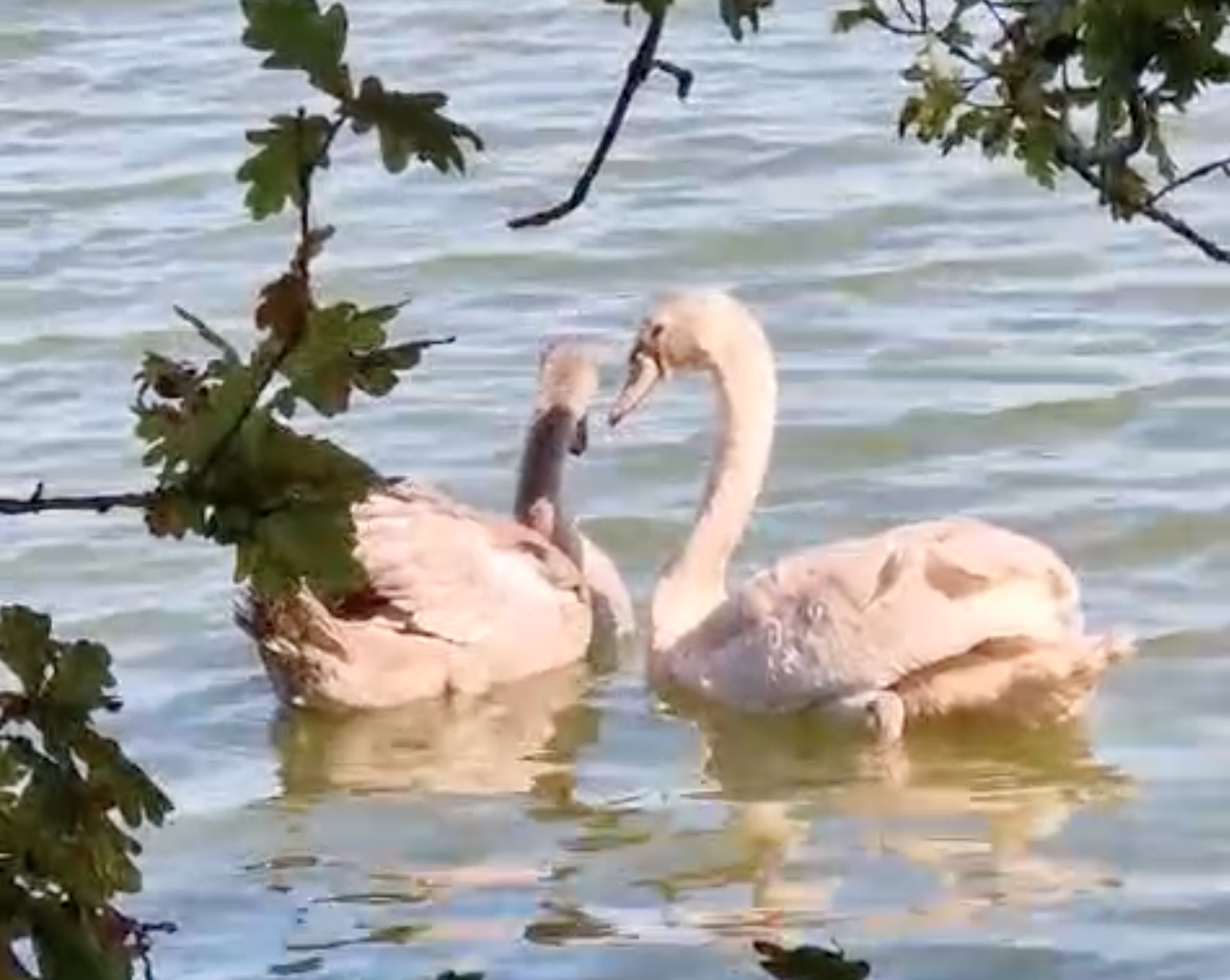 You are currently viewing Relâché de 2 cygnes